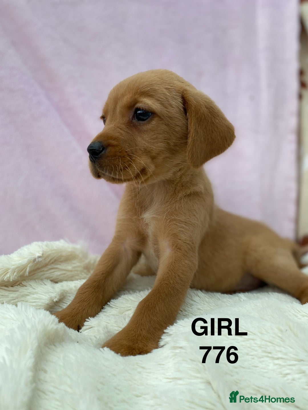 Labrador Retriever dogs for sale: Labrador Retriever - Image 32