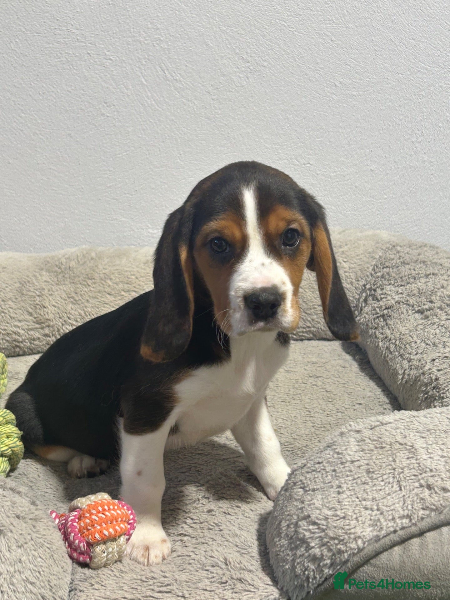 Beagle dogs Tri-Coloured Female Puppy - Fully vaccinated.  - Advert 1