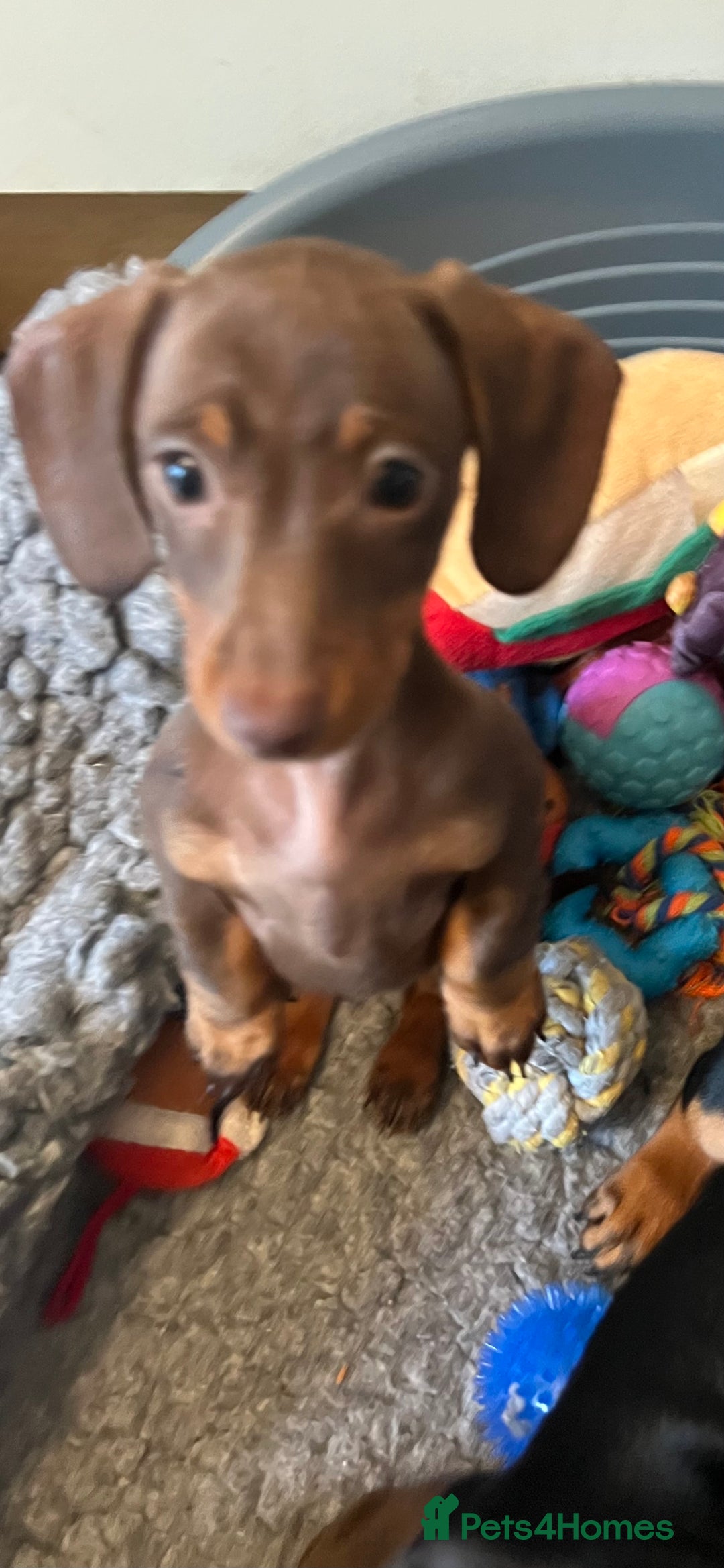 Miniature Dachshund dogs for sale: Ready Now! smooth haired mini dachshunds - Advert 17