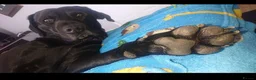 Labrador Retriever dogs for sale: Old boy looking for forever home. - Advert 2