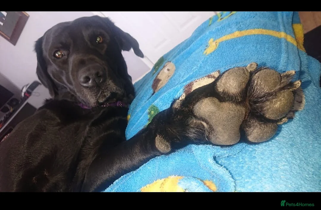 Labrador Retriever dogs for sale: Old boy looking for forever home. - Advert 2