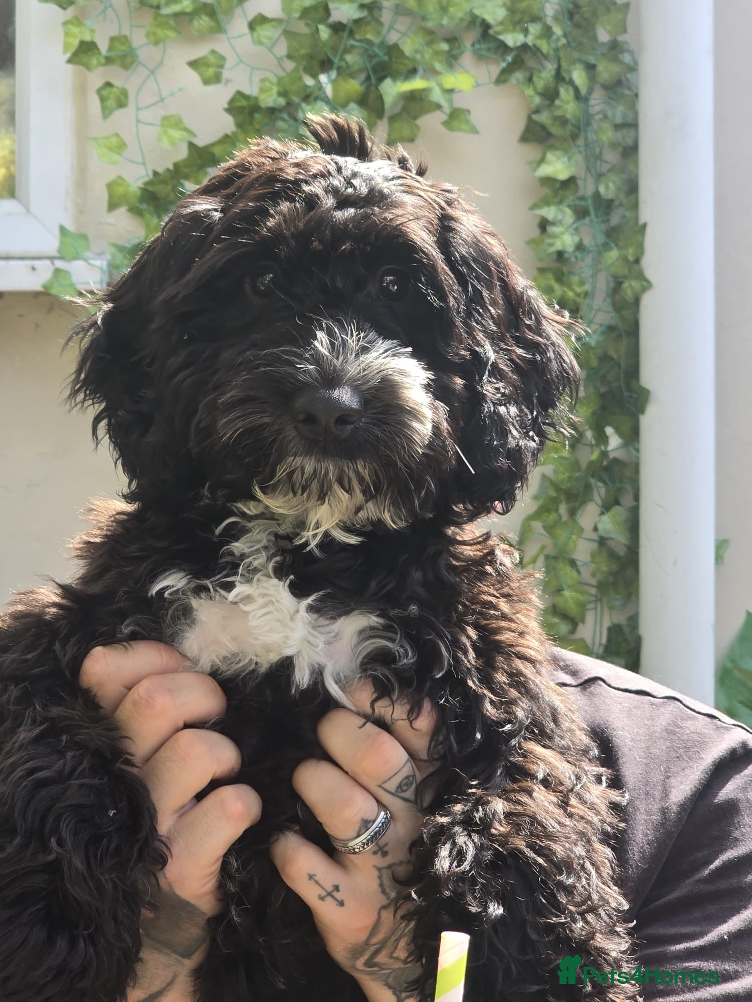 Mixed Breed dogs Gorgeous cockapoo cross puppies  - Advert 1