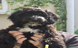 Mixed Breed dogs for sale: Gorgeous cockapoo puppies  - Advert 1