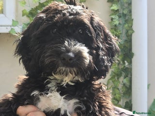 Mixed Breed dogs for sale: Gorgeous cockapoo puppies - Advert 1