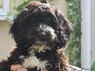 Mixed Breed dogs Gorgeous cockapoo cross puppies - Advert 15