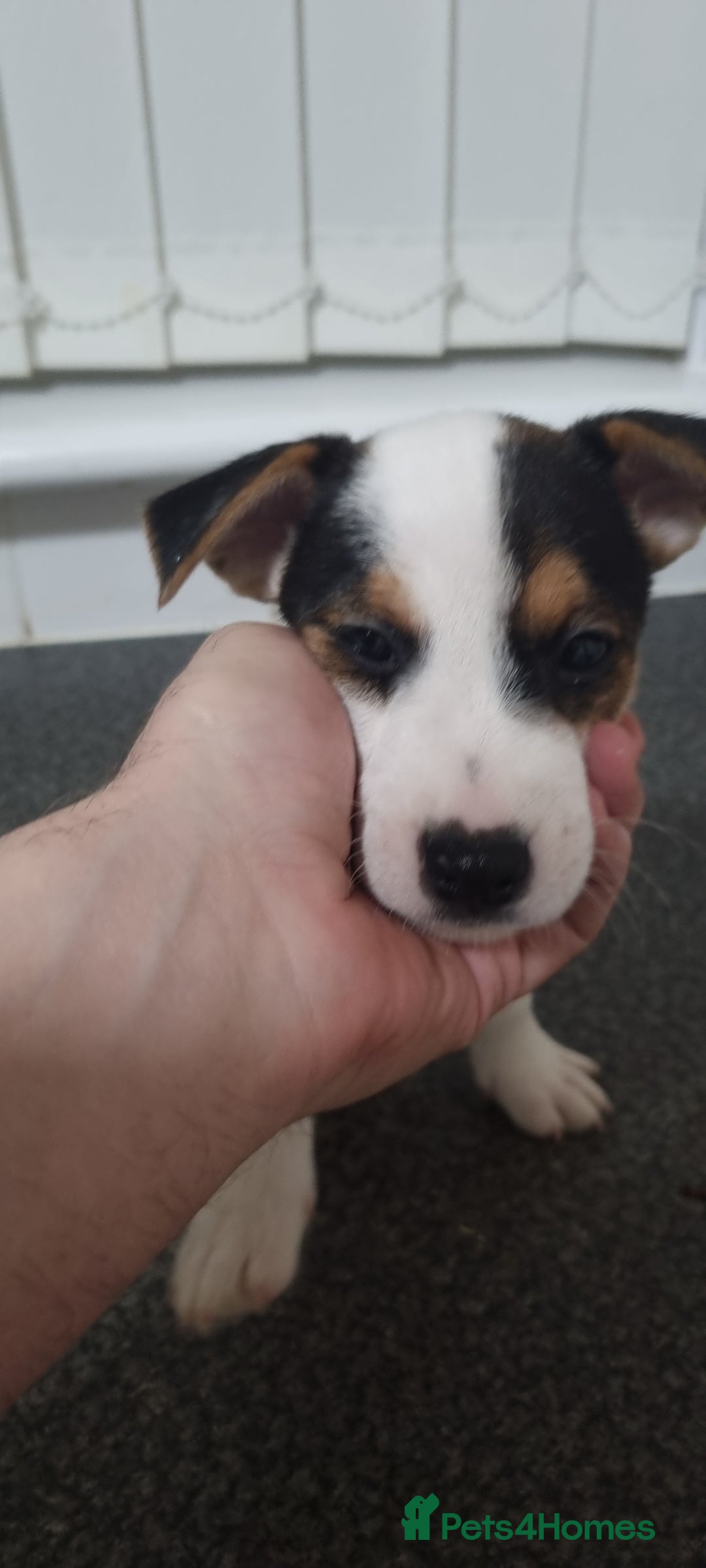 Jack Russell dogs for sale: Jack Russel puppies  - Advert 15