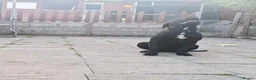 Presa Canario dogs for sale: Tyson - Advert 4