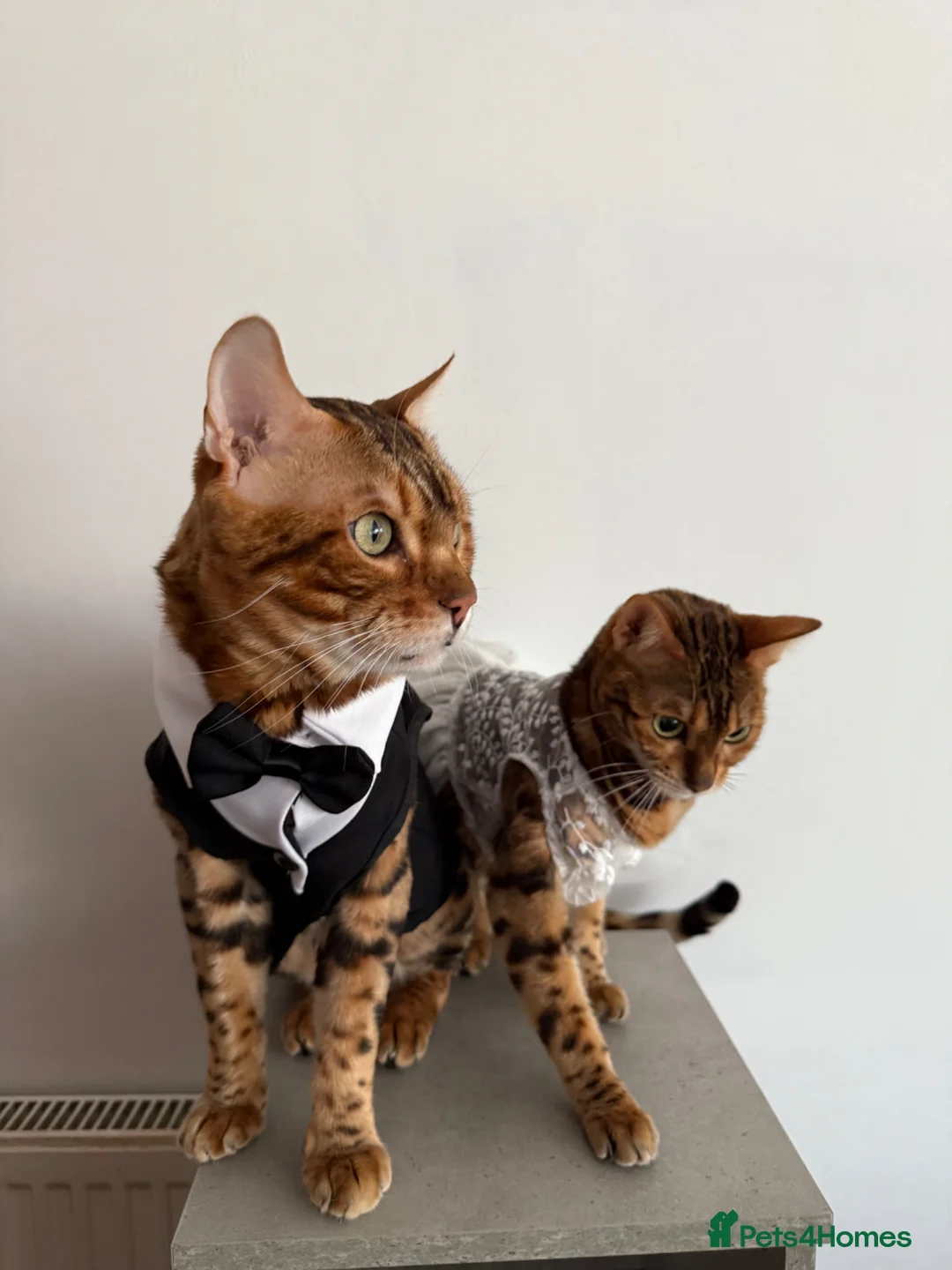 Bengal cats for sale: Bengal kittens🐆 - Advert 14