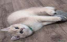 British Shorthair cats for sale: One lovely girl and three handsome boys  - Image 23