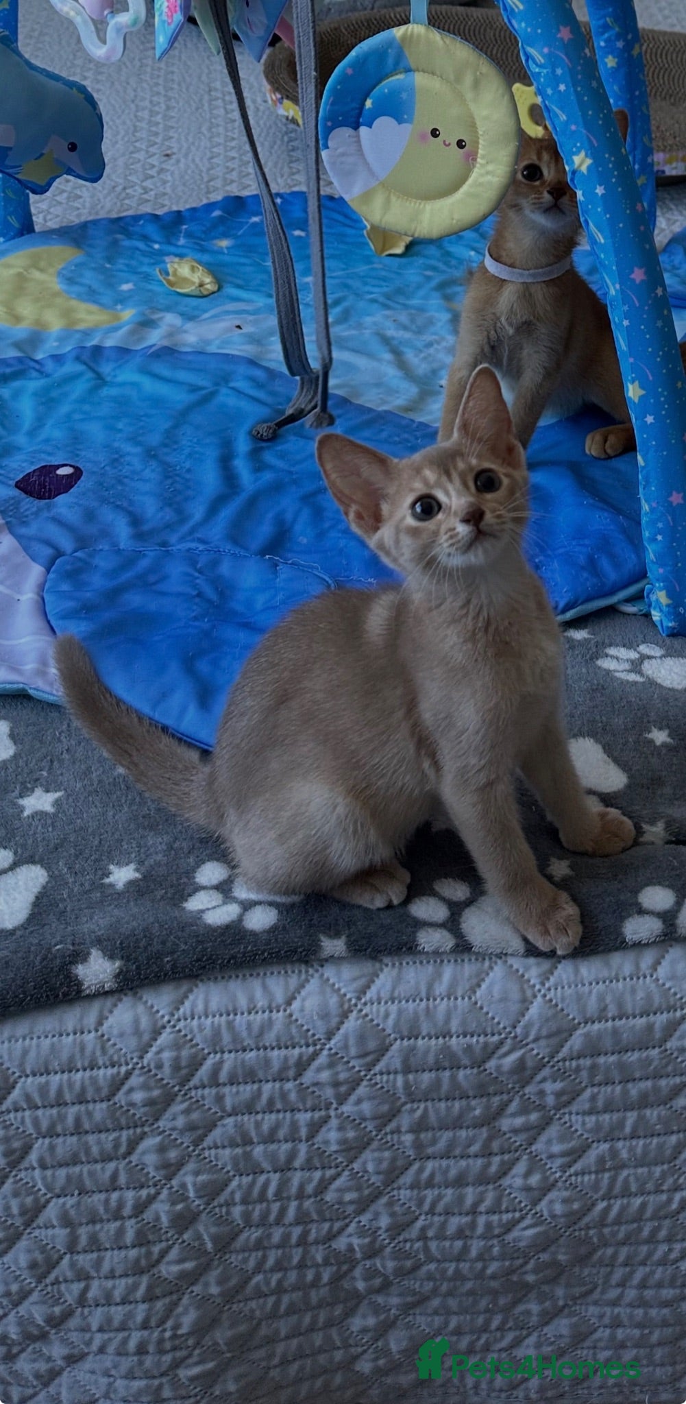 Abyssinian cats Abyssinian kittens  - Advert 2
