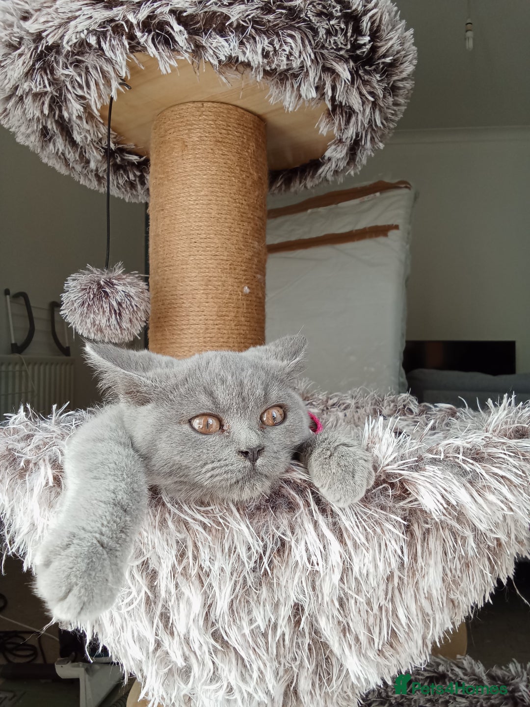 Brazilian Shorthair cats for sale: Beautiful blues Bristh short hair - Image 1