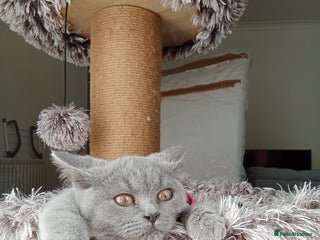 Brazilian Shorthair cats - Advert 1