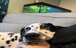 Dalmatian dogs for sale: Dalmatian puppy for sale 5 months  - Image 4