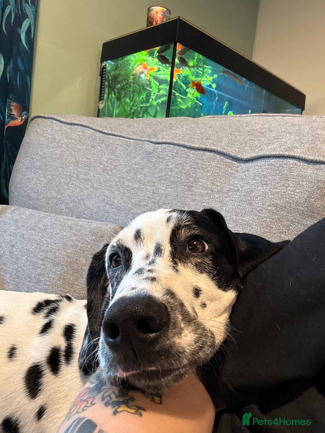 Dalmatian dogs for sale: Dalmatian puppy for sale 5 months  - Image 4