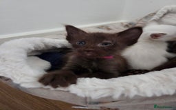 Oriental cats for sale: Beautiful GCCF registered Oriental Longhair girls - Image 8