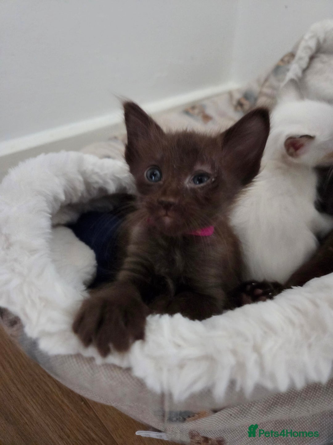 Oriental cats for sale: Beautiful GCCF registered Oriental Longhair girls - Image 8