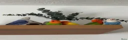 Lovebirds birds for sale: Beautiful Opaline Lovebirds  - Advert 3