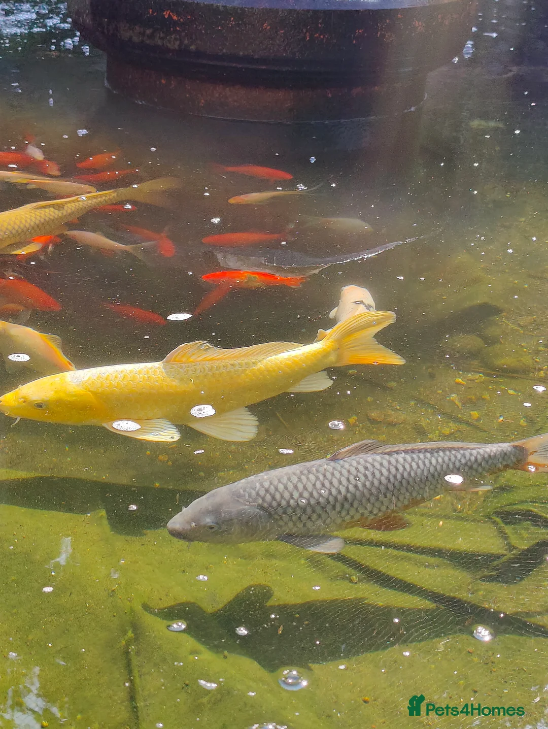 Koi Carp fish for sale: Mixture of Pond Fish including Koi Carp - Advert 1