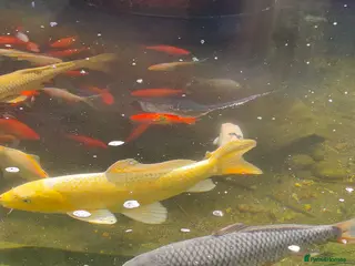 Koi Carp fish Mixture of Pond Fish including Koi Carp - Advert 3