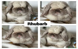 Mini Lop rabbits for sale: Gorgeous Adult and 3 Baby mini lops for sale  - Image 5