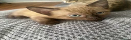 Domestic Shorthair cats for sale: Stunning super friendly kittens in Manchester - Advert 5