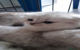 Scottish Fold cats for sale: LAST BOY FOLD. OPEN TO OFFERS.  in Aberdare - Image 18