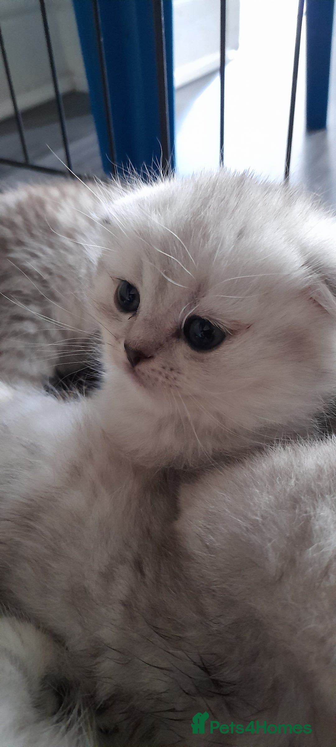 Scottish Fold cats for sale: LAST BOY FOLD. OPEN TO OFFERS.  in Aberdare - Image 18