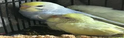 Budgerigars birds for sale: BEAUTIFUL BABY BUDGIES FOR SALE  - Advert 4