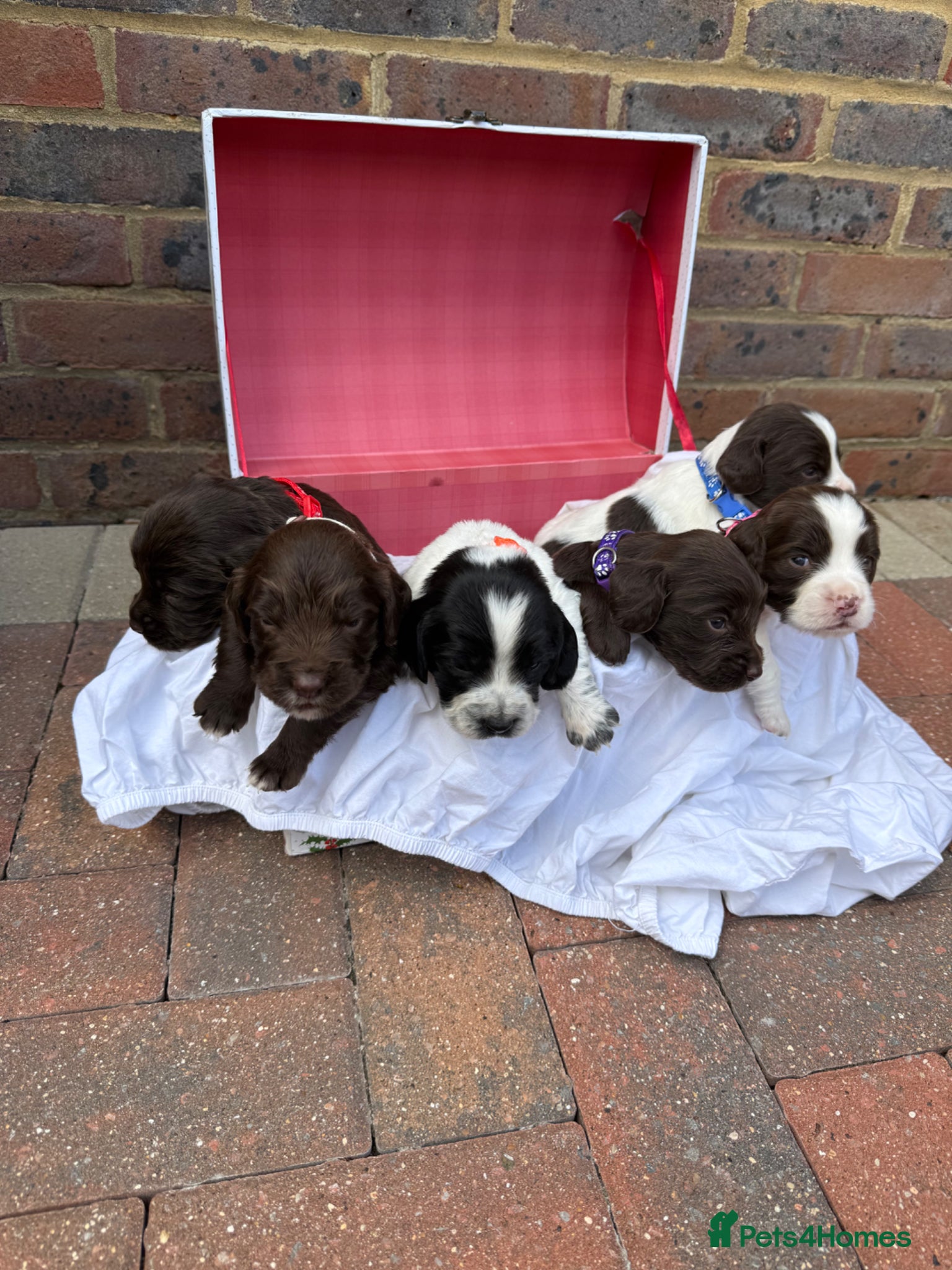 Sprocker dogs for sale: 6 beautiful sprocker - Advert 3