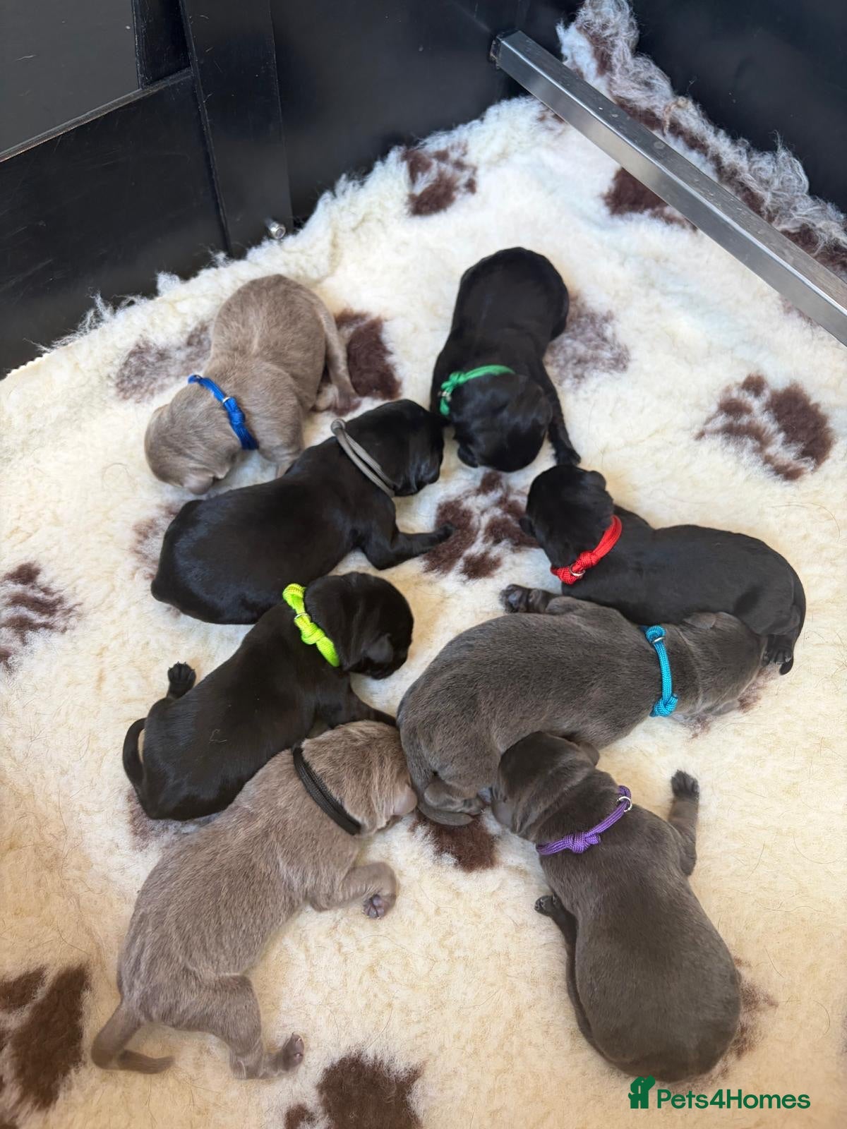Labrador Retriever dogs 🐶 KC LABRADOR PUPPIES DUE SOON 🐶 - Advert 1