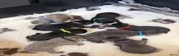 Labrador Retriever dogs for sale: 🐶 KC LABRADOR PUPPIES 🐶 - Advert 1