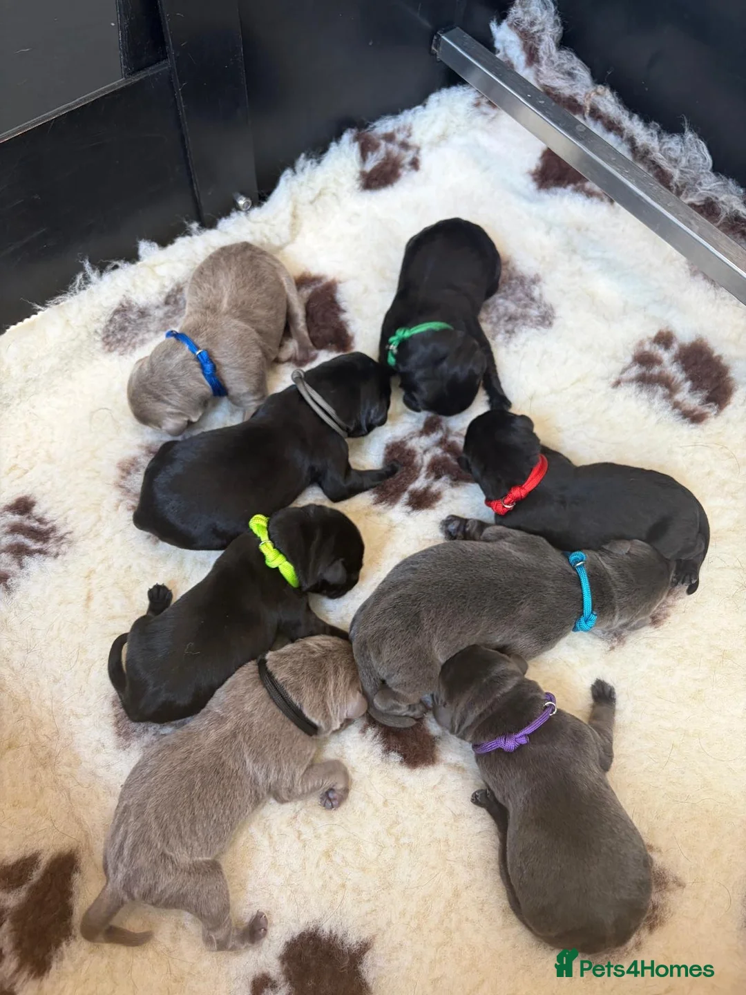 Labrador Retriever dogs for sale: 🐶 KC LABRADOR PUPPIES 🐶 - Advert 1