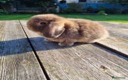 Mini Lop rabbits for sale: Mini lop babies *RESERVED* - Image 1