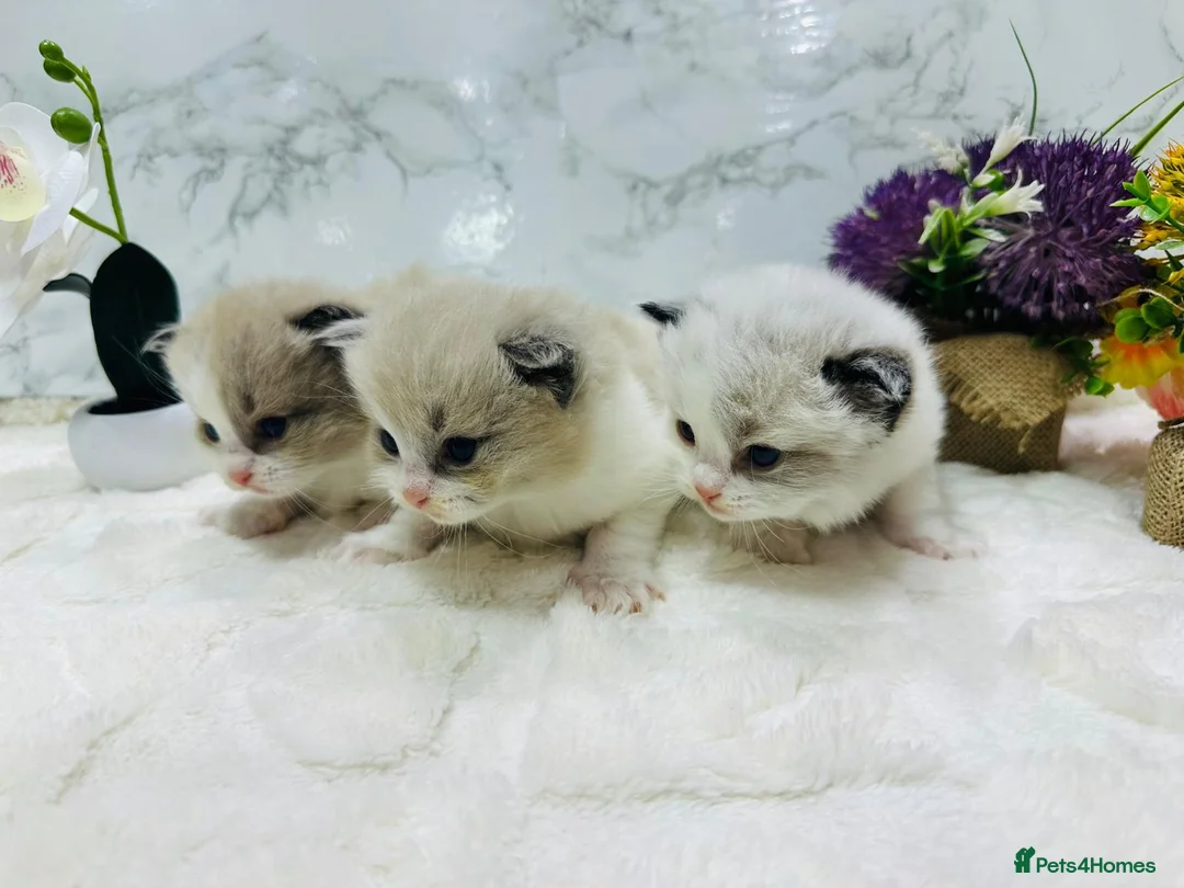 Ragdoll cats for sale:  Tica registered full pedigree ragdolls - Advert 2