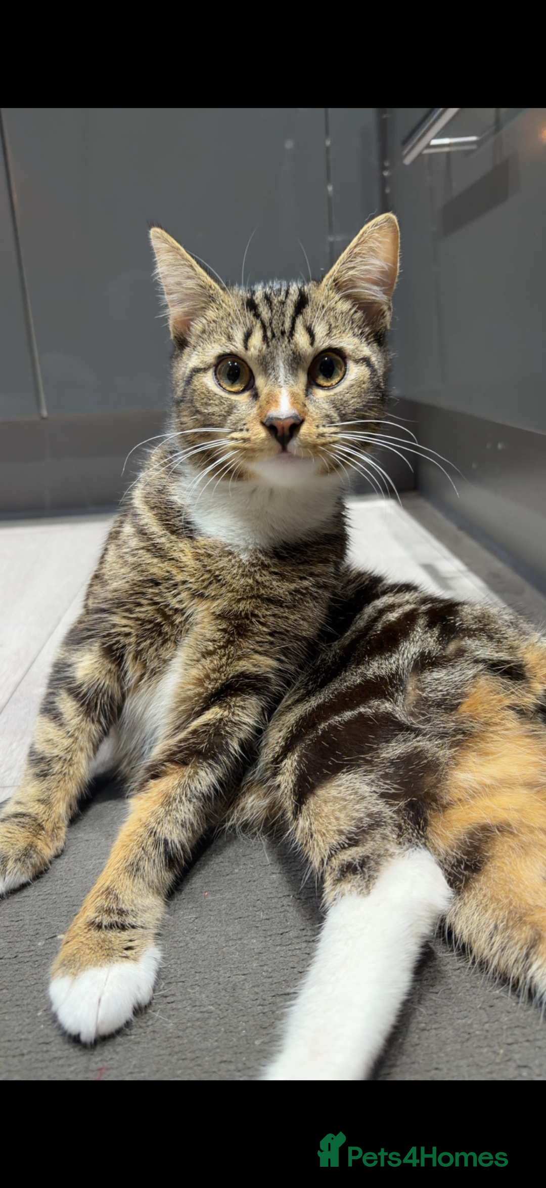 Domestic Shorthair cats for sale: Domestic shorthair Tabby  - Advert 4