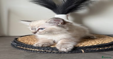 Ragdoll cats - Advert 4