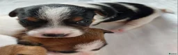 Jack Russell dogs for sale: Adorable Jack Russells - Advert 12