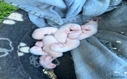 Ferret rodents for sale: Albino ferret kits  - Image 7