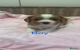 Cavalier King Charles Spaniel dogs for sale: Cavalier King Charles puppies  - Image 9