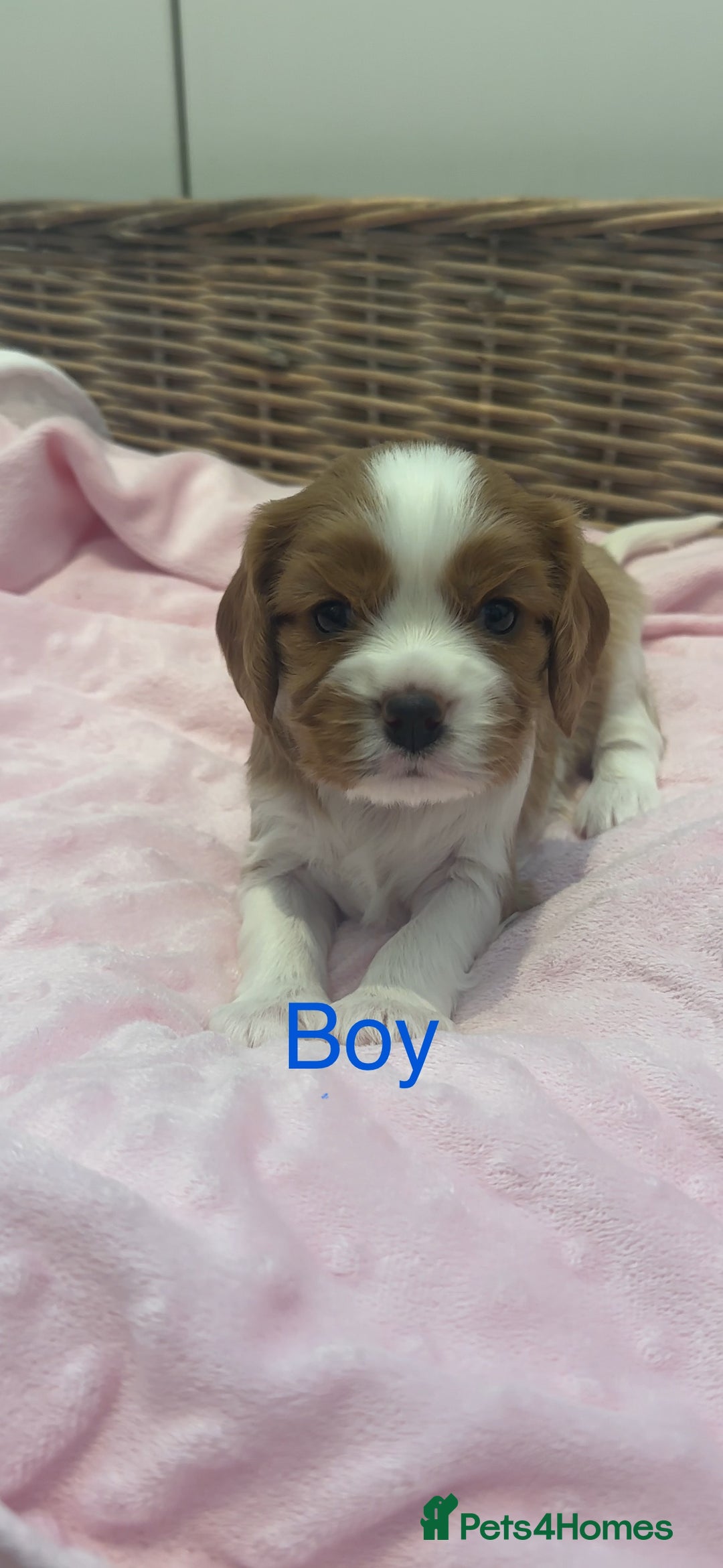 Cavalier King Charles Spaniel dogs for sale: Cavalier King Charles puppies  - Image 9