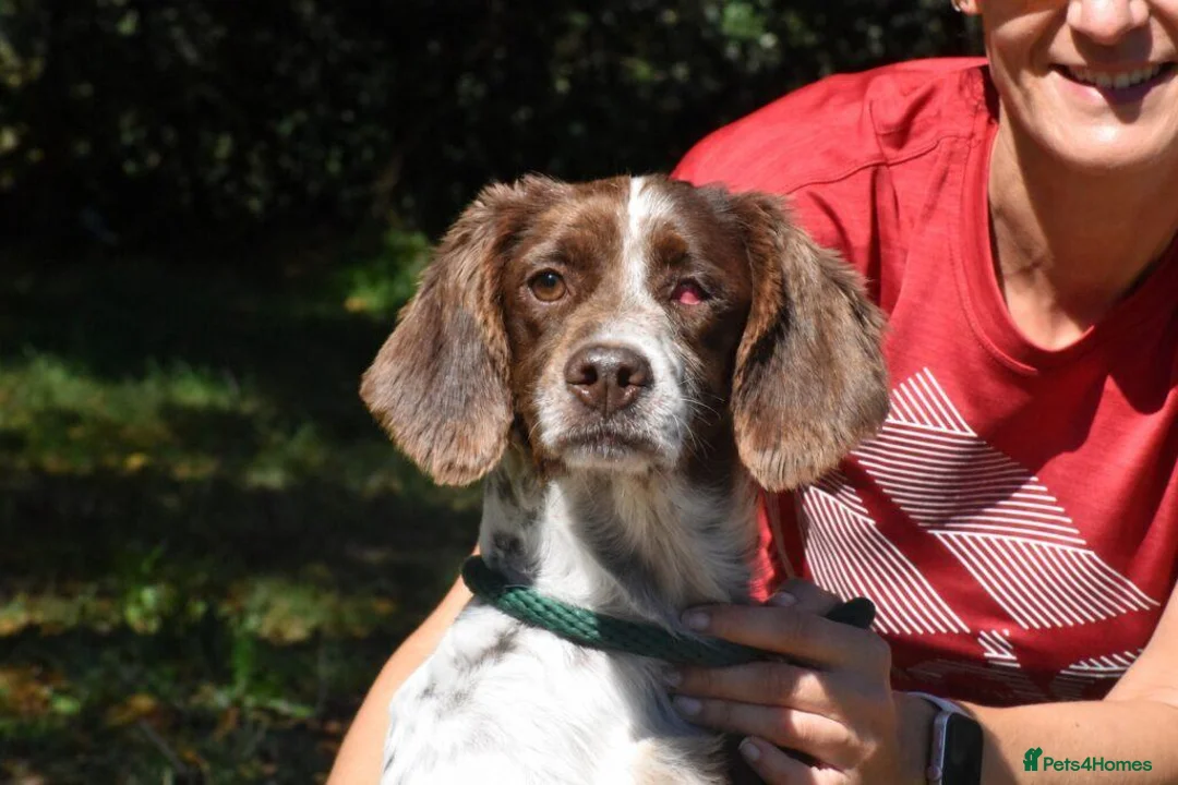 English Setter dogs for adoption: Ozuna in Woking - Advert 2