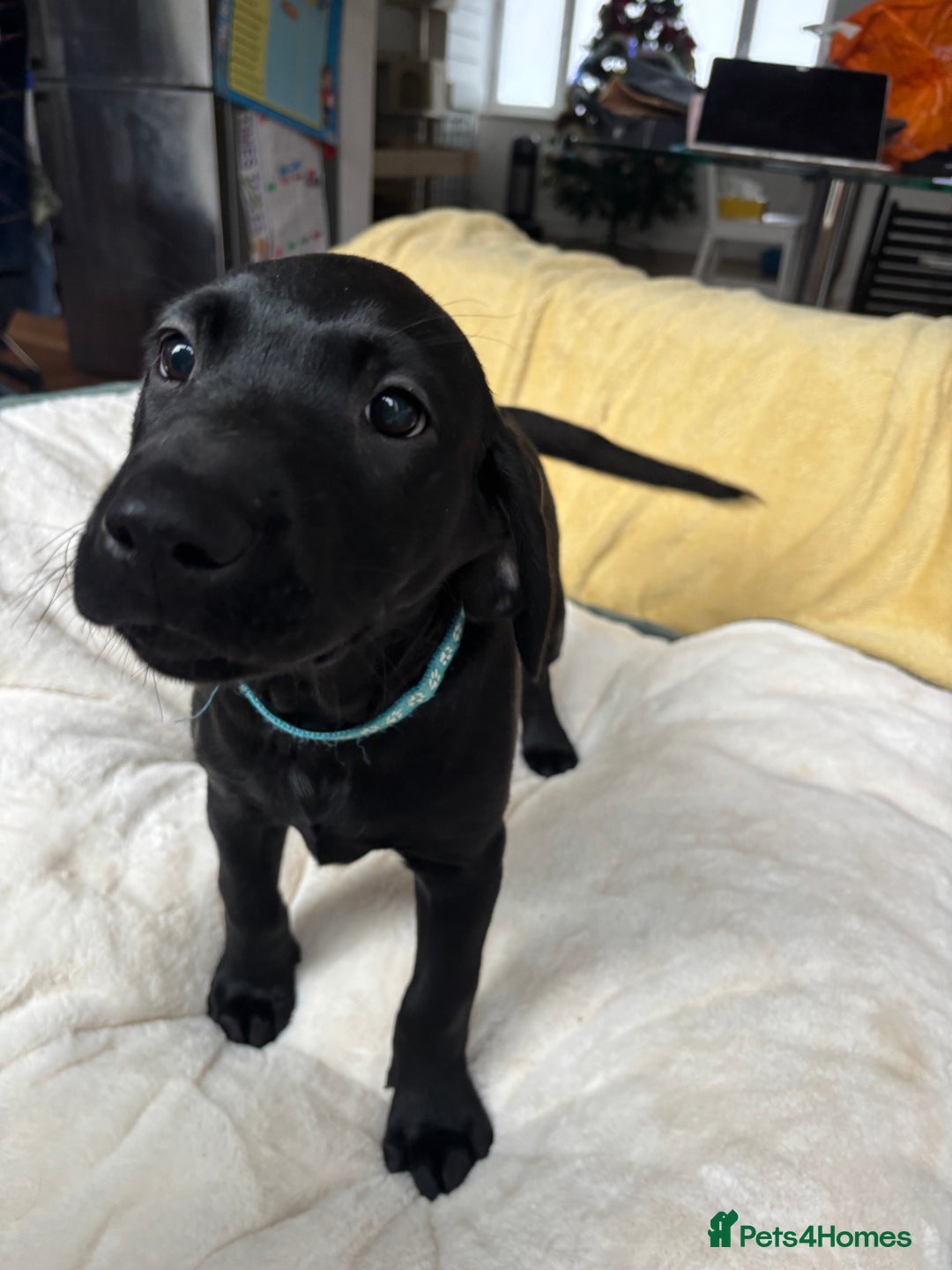 Labrador Retriever dogs for sale: KC Fully Health Tested Outstanding Working Line - Advert 28