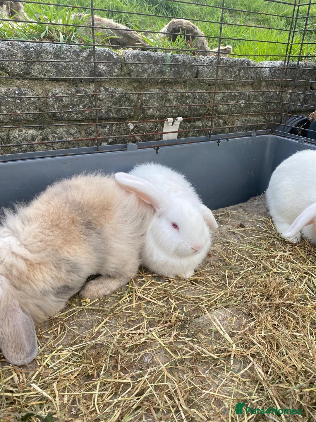 Mixed Breed rabbits for sale: 🐰 9 Rabbits for Sale – 11 Weeks Old 🐇 in Exeter - Advert 2