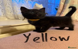 Maine Coon cats for sale: Maine coon cross kittens - Image 4