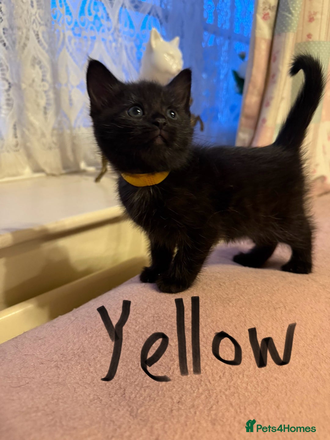 Maine Coon cats for sale: Maine coon cross kittens - Image 4