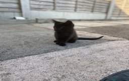 Domestic Shorthair cats for sale: Kittens ready for Their forever home 🐾  - Image 10