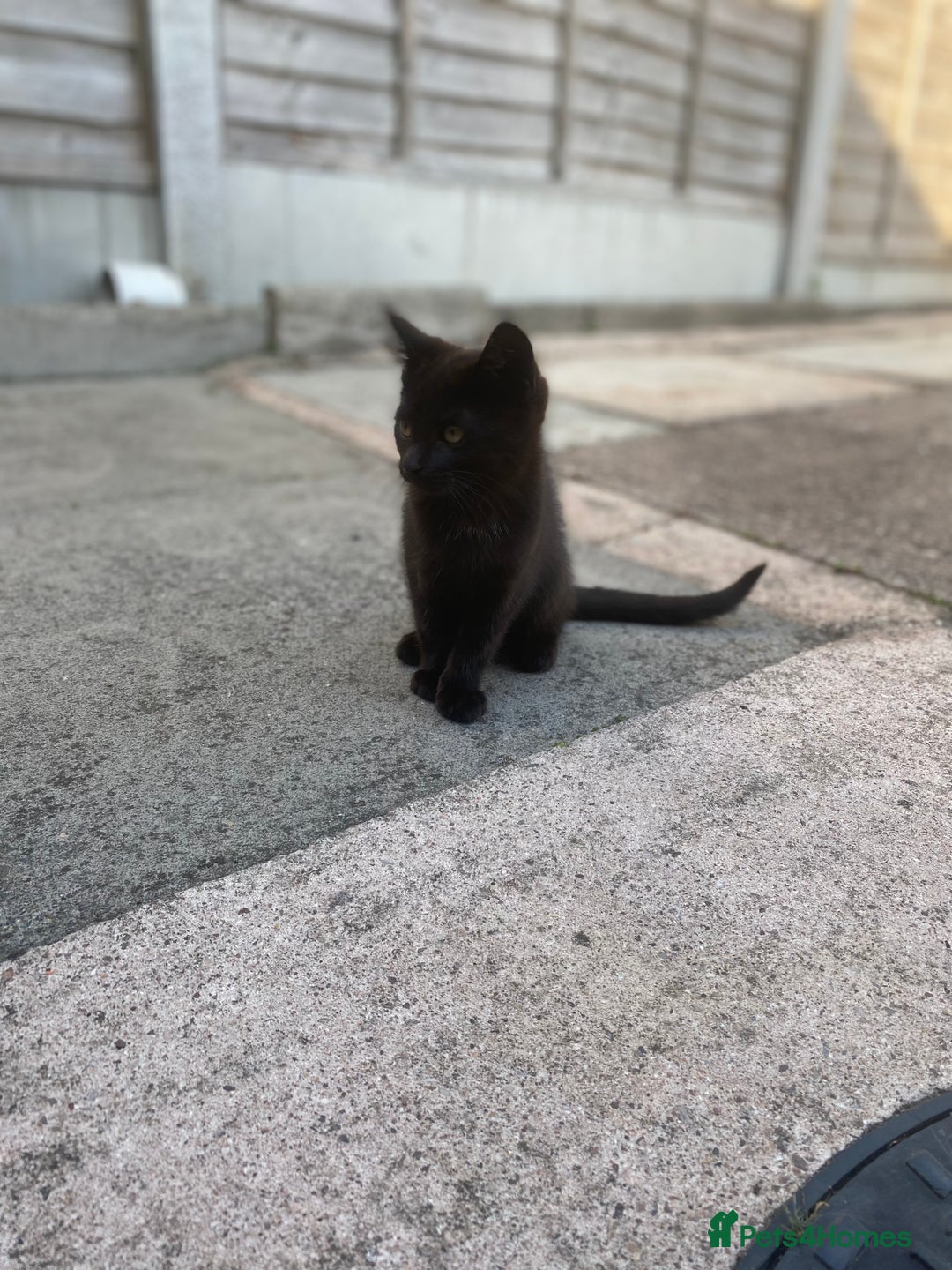 Domestic Shorthair cats for sale: Kittens ready for Their forever home 🐾  - Image 10