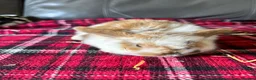 Mini Lop rabbits for sale: Mixed litter mini lops  - Advert 6