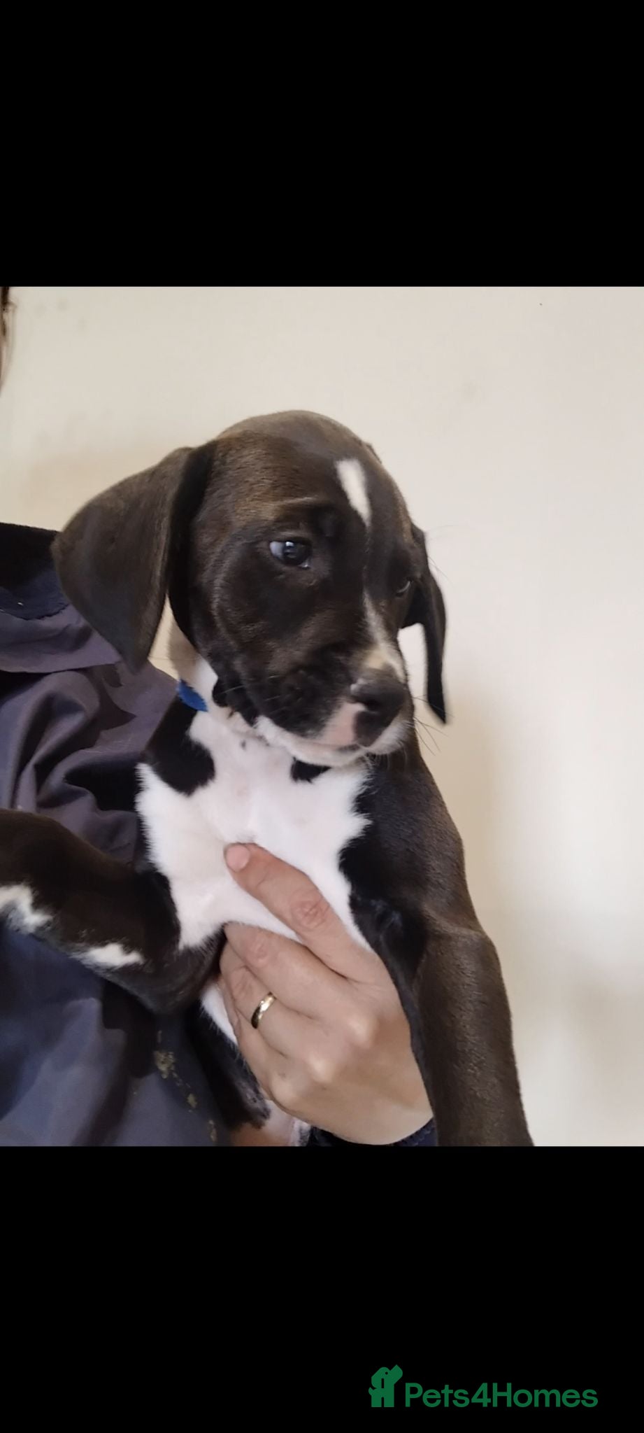 Mixed Breed dogs Dalmatian x boxer puppies - Advert 2