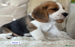 Beagle dogs for sale: ** STUNNING KC 5 GEN TRI COLOUR BEAGLEPUPS ** - Image 4